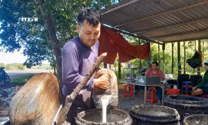 Giá ‘vàng trắng’ tiếp tục tăng vọt, nhà nông phấn khởi