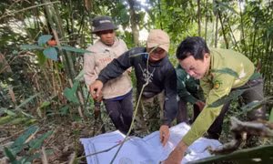 Kon Tum: Chuyển đổi mục đích sử dụng rừng đảm bảo đúng quy định