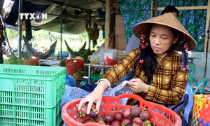 Măng cụt mất mùa, nhà vườn kém vui