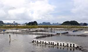 Quảng Ninh hướng tới trở thành trung tâm nuôi biển miền Bắc
