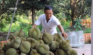 Khuyến cáo nông dân vùng chuyên canh sầu riêng kiểm tra độ mặn trước khi tưới tiêu