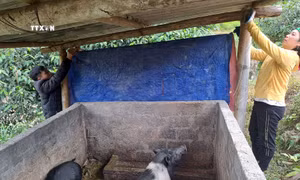 Các huyện vùng cao Hà Giang chủ động chống rét bảo vệ đàn gia súc
