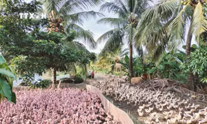 Đồng Tháp phát triển ngành hàng vịt gần 7 triệu con