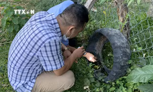 Đắk Lắk: Ghi nhận trường hợp thứ hai mắc viêm não Nhật Bản