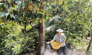 Nhà vườn Bến Tre dồn lực phục hồi vườn cây ăn trái sau hạn mặn