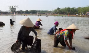 Đồng bào Khmer xuống bàu bắt cá bằng những dụng cụ thô sơ truyền thống. Ảnh: K GỬIH – TTXVN