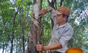 Bình Phước: Tăng liên kết, phát triển chuỗi giá trị nông nghiệp