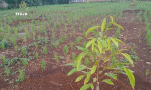 Nhà nông Bình Phước "săn" cây giống sầu riêng