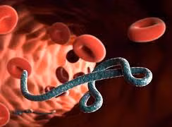 Chủ động giám sát, phát hiện và kiểm soát bệnh do virus Marburg