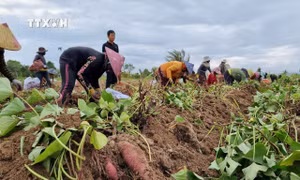 Sùng hại khoai lang lây lan trên diện rộng tại Gia Lai
