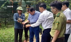 Quảng Bình: Thả 15 cá thể động vật hoang dã về môi trường tự nhiên