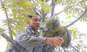 Khởi sắc vùng đồng bào dân tộc thiểu số và miền núi duyên hải Nam Trung bộ