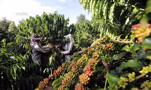 Gia Lai phát triển cà phê bền vững thích ứng với các tiêu chuẩn của EUDR