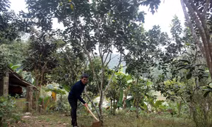 Trồng rừng FSC giúp người dân miền núi Thanh Hóa xóa đói, giảm nghèo