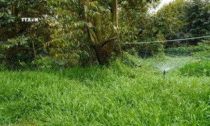 Đồng Tháp chủ động ứng phó xâm nhập mặn, tránh ảnh hưởng vườn cây ăn quả