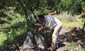 Nông dân vùng lũ thu nhập cao nhờ chuyển sang trồng mít chuyên canh
