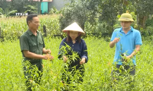 Giảm nghèo nhờ trồng cây dược liệu