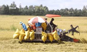 Sản xuất lúa, tôm đặc sản cho nông dân Sóc Trăng thu nhập bạc tỷ