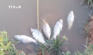 Cá của hộ gia đình anh Tao Văn Hung, bản Phiêng Chá, bị chết mỗi khi nhà máy xả thải. Ảnh: Nguyễn Oanh-TTXVN
