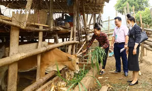 Nghị quyết 01/NQ-CP: Vốn ưu đãi tiếp sức cho người nghèo Sơn La