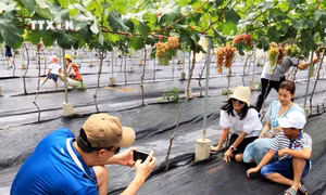 Tour trải nghiệm miệt vườn Bình Thuận thu hút du khách dịp hè