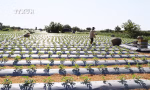 Cấp hơn 380 mã số vùng trồng cho diện tích cây ăn trái ở Tiền Giang
