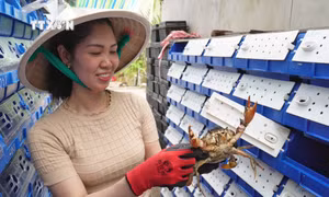 Nuôi cua trong hộp nhựa: Hướng đi nhiều sáng tạo 
