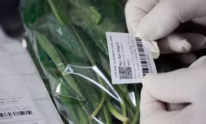 Dán tem truy xuất nguồn gốc sản phẩm rau sạch của Hợp tác xã rau quả sạch Chúc Sơn ở thị trấn Chúc Sơn, huyện Chương Mỹ (Hà Nội).