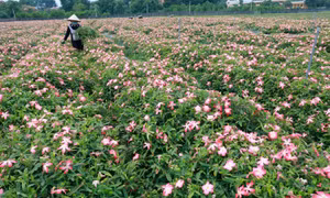 Sâm Bố Chính hay còn gọi là sâm thổ hào, sâm núi, là sản vật quý, xưa kia được người dân dùng để tiến vua.