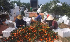 Thanh Hóa chủ động nguồn hàng cung ứng cho đồng bào miền núi dịp Tết Nguyên đán