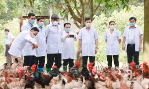 Thứ trưởng Bộ Nông nghiệp và Phát triển nông thôn Trần Thanh Nam, Phó Giám đốc Sở Nông nghiệp và Phát triển nông thôn Hà Nội Nguyễn Ngọc Sơn cùng Đoàn công tác tham quan trại gà Mía giống của Xí nghiệp chăn nuôi gia cầm Hadico (Công ty TNHH một thành viên