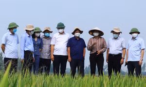Nông nghiệp Hà Nội nỗ lực vượt khó