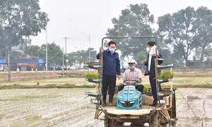 Lãnh đạo thành phố Hà Nội xuống đồng cấy lúa