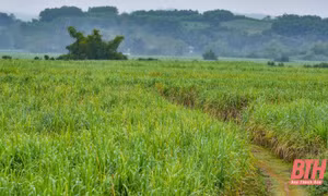 Người dân miền núi Thanh Hóa thoát nghèo nhờ cây mía