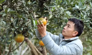 Anh Lò Văn Thơm thu hoạch cam Nà Mòn. Ảnh: Quang Quyết-TTXVN