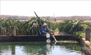 Nông dân Bình Thuận đào ao, xây bể tích trữ nước để ứng phó với hạn hán