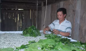Mô hình trồng dâu nuôi tằm của một hộ dân xóm Nà Lùng, xã Cô Ba, huyện Bảo Lạc, tỉnh Cao Bằng. Ảnh: Chu Hiệu - TTXVN