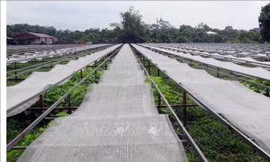 Miến được ép lên phiên sau đó phơi khô dưới nắng mặt trời khoảng hai ngày. Ảnh: Trần Trang-TTXVN