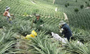 Mô hình trồng khóm (dứa) ở xã Hòa Quang Nam, huyện Phú Hòa giúp người dân nâng cao thu nhập, ổn định đời sống. Ảnh: baophuyen.com.vn