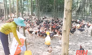 Thoát nghèo từ nuôi gà thả vườn an toàn ở huyện miền núi Như Xuân