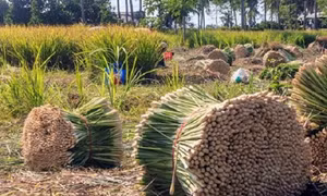 Trồng sả lấy tinh dầu cho hiệu quả cao ở Trạm Tấu
