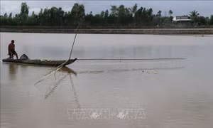 Làng nghề khô cá khan hiếm nguồn cá đồng