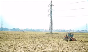 Cánh đồng Mường Thanh là vùng chuyên canh trồng lúa lớn nhất của tỉnh Điện Biên và khu vực Tây Bắc. Ảnh: Xuân Tư – TTXVN