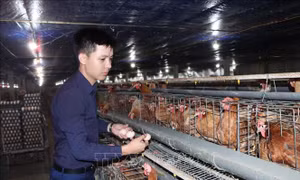 Anh Nguyễn Như Đức nuôi gà siêu đẻ trứng thu hiệu quả kinh tế cao