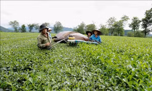 Phú Thọ: Phát triển cây chè gắn với du lịch 