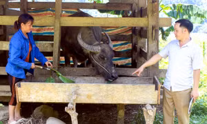 Tuyên Quang đảm bảo nguồn thức ăn dự trữ, phòng chống đói, rét cho vật nuôi 
