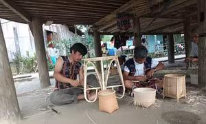 Hiệu quả dự án phát triển chuỗi giá trị mây, tre, lá và dược liệu ở Quảng Nam