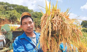 Đồng bào M’Nông thành công với cây lúa nước sau khi nhận được sự hỗ trợ về kỹ thuật, giống, phân bón từ ngành nông nghiệp huyện Tuy Đức (Đắk Nông). Ảnh: Hưng Thịnh - TTXVN