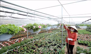 Quy định kéo dài thời hạn thực hiện hạng đất tính thuế sử dụng đất nông nghiệp