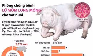 Phê duyệt Chương trình Quốc gia phòng, chống bệnh lở mồm long móng, giai đoạn 2021-2025
